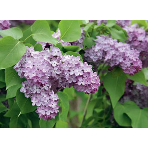 Саженцы Сирень Лавандер Леди (Lavander Lady)