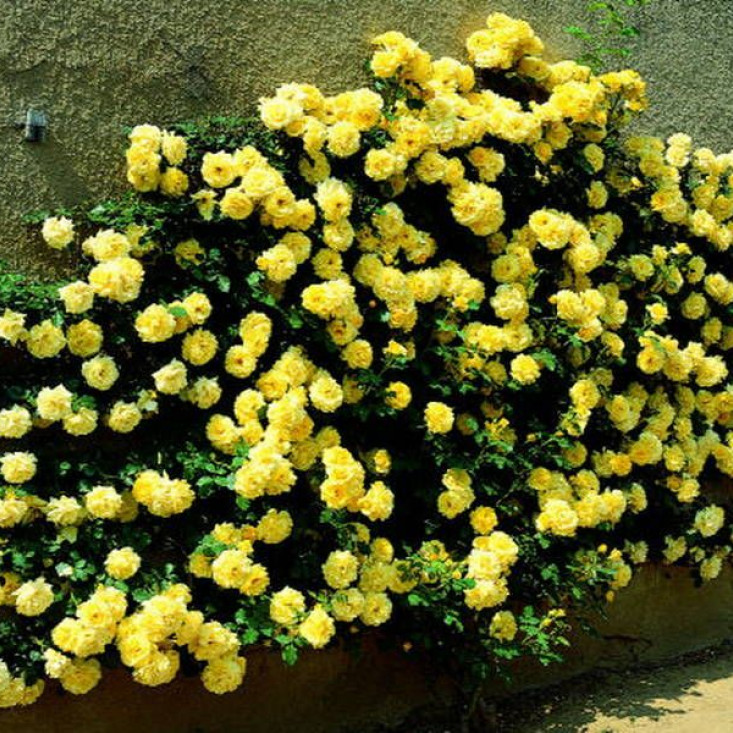 Комплект 5шт / Роза Голден Шауэрс (плетистая) - Красота и устойчивость Комплект 5шт / Роза Голден Шауэрс (плетистая) - Красота и устойчивость