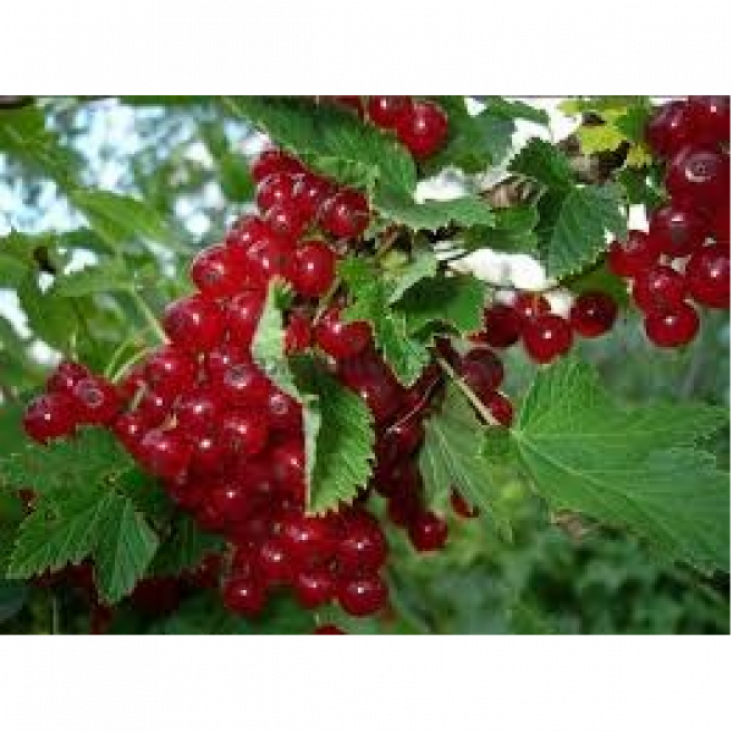 Комплект 5шт / Смородина Вика (Красная) - Высокая урожайность и вкус Комплект 5шт / Смородина Вика (Красная) - Высокая урожайность и вкус