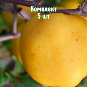 Саженцы Комплект 5шт / Айва яблоковидная Янтарная Краснода..