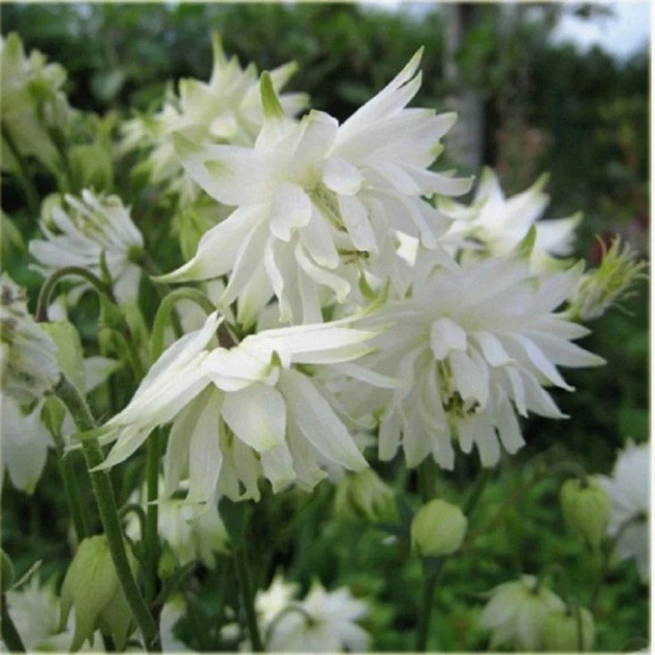 Комплект 5шт / Аквилегия Вайт Барлоу Комплект 5шт / Аквилегия Вайт Барлоу