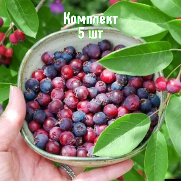 Комплект 5шт / Ирга Бриллиант Комплект 5шт / Ирга Бриллиант