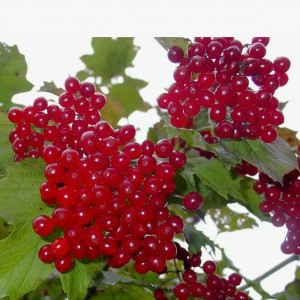 Калина Мария